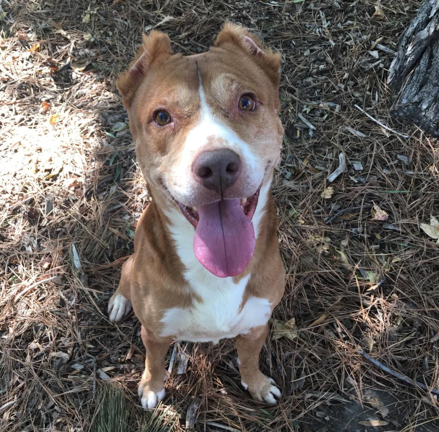 Roscoe.jpg